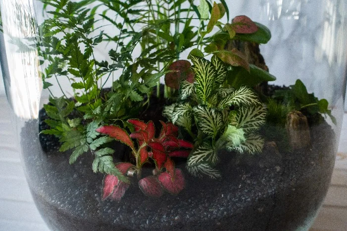 Ein Glasgefäß mit verschiedenen Pflanzen und dunkler Erde.